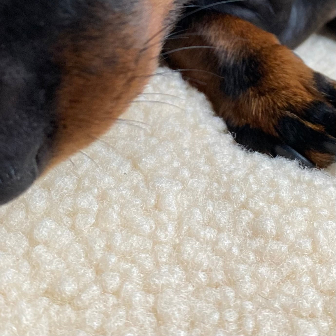 Hundebett Creme | Hundebett Teddy de Versailles Creme - JAfein!