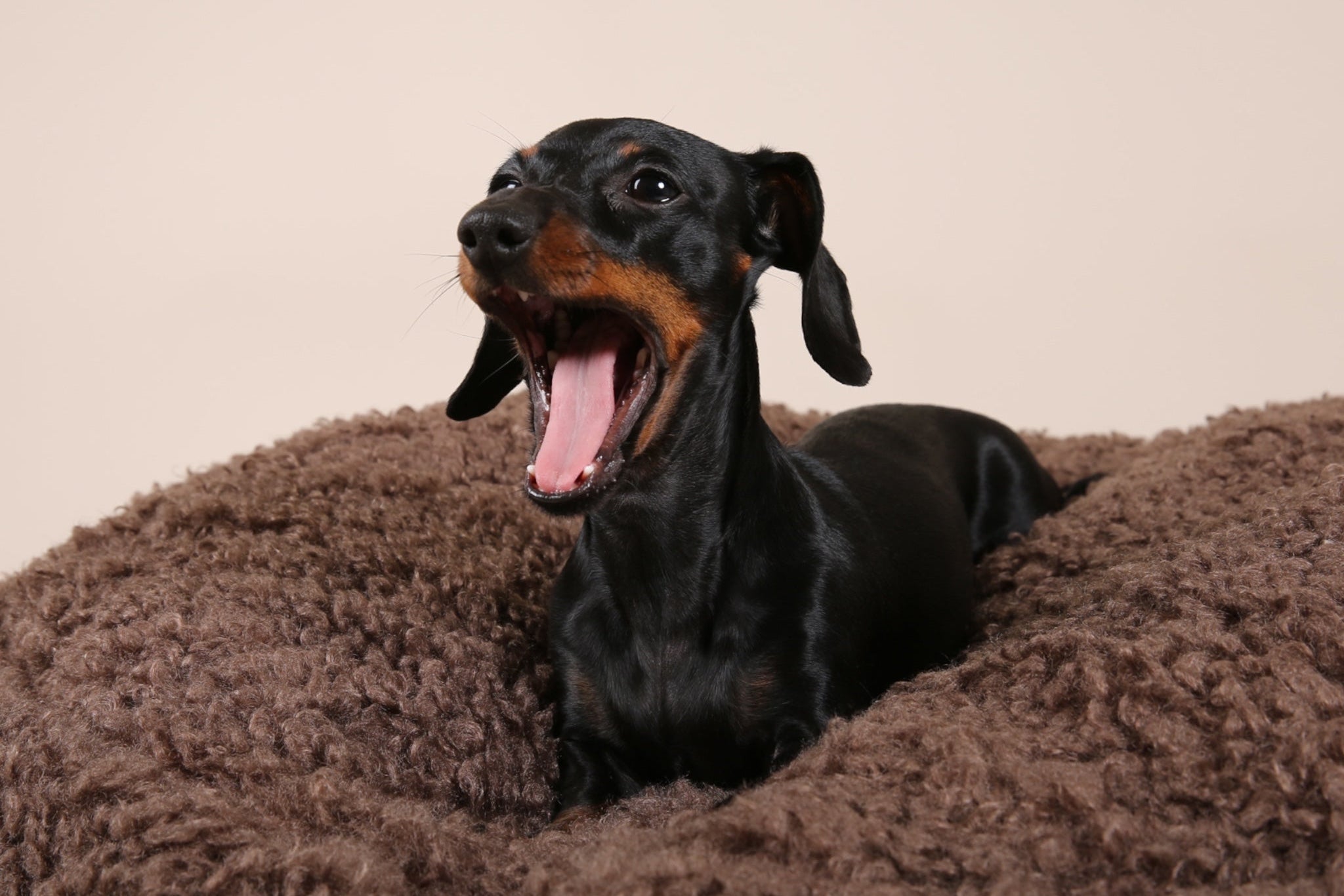 Hundebett Bouclé kaufen | Stilvolles Hundebett | JAfein! Dogs & Style