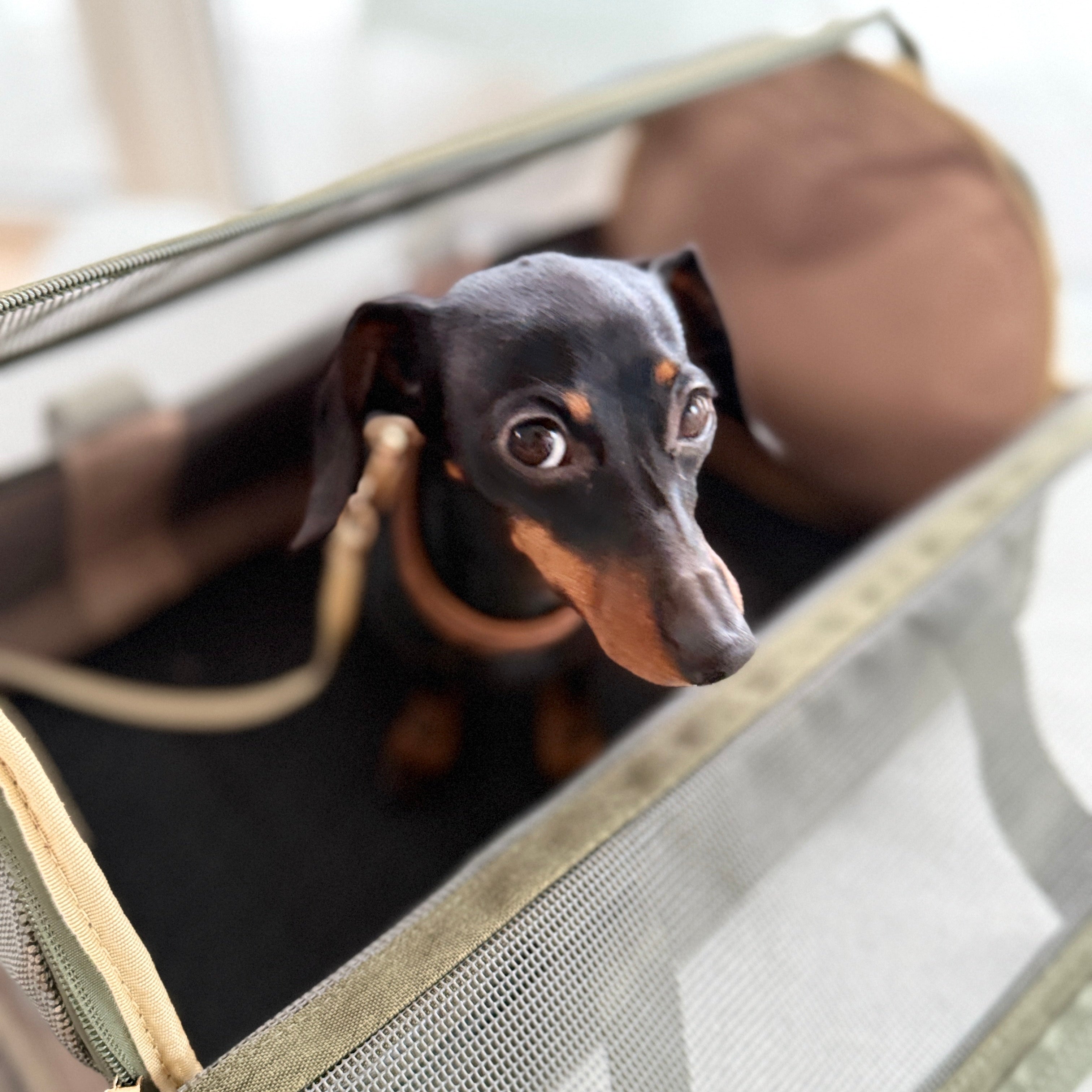 JAfein! Hundereisetasche Fly Bag Forest Olive