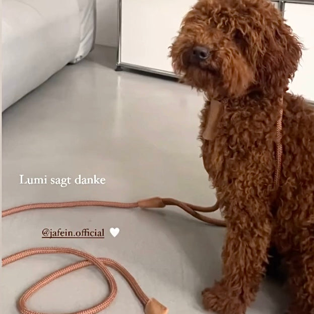 JAfein! Hundeleine Lyon Braun