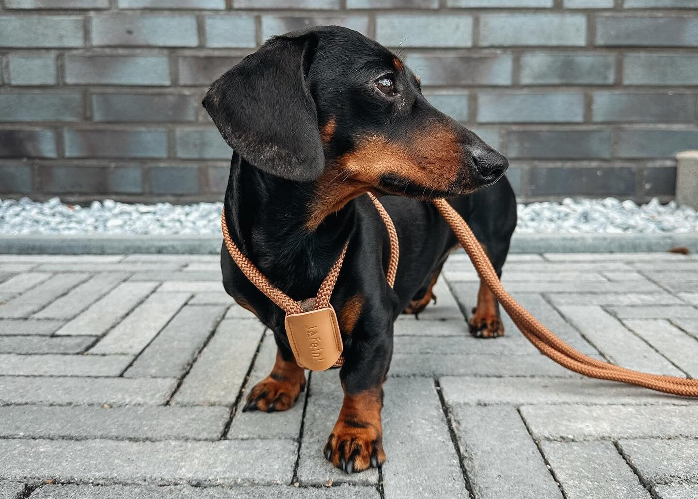 JAfein! Hundeleine Lyon Braun