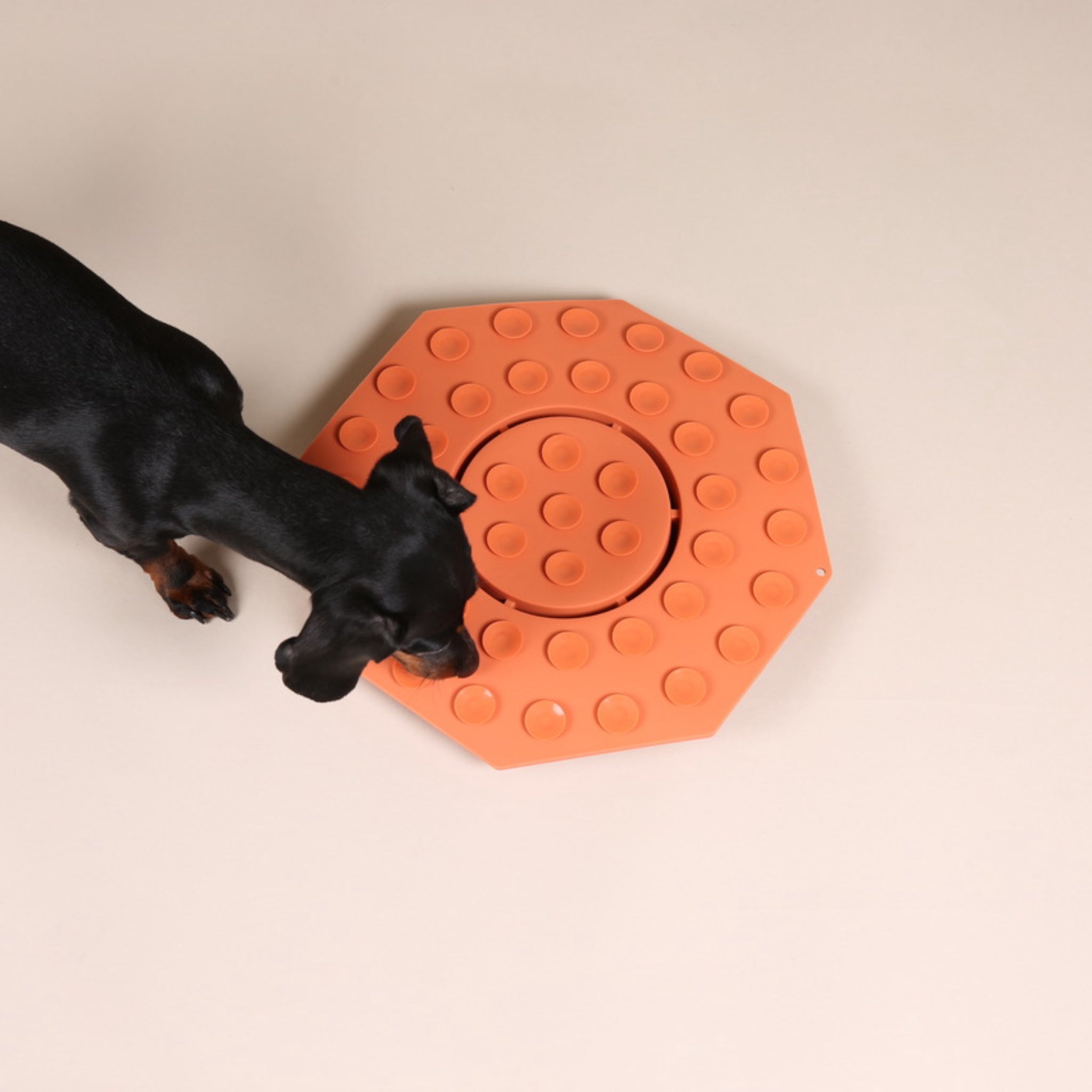 Napf gegen Schlingen für Hunde