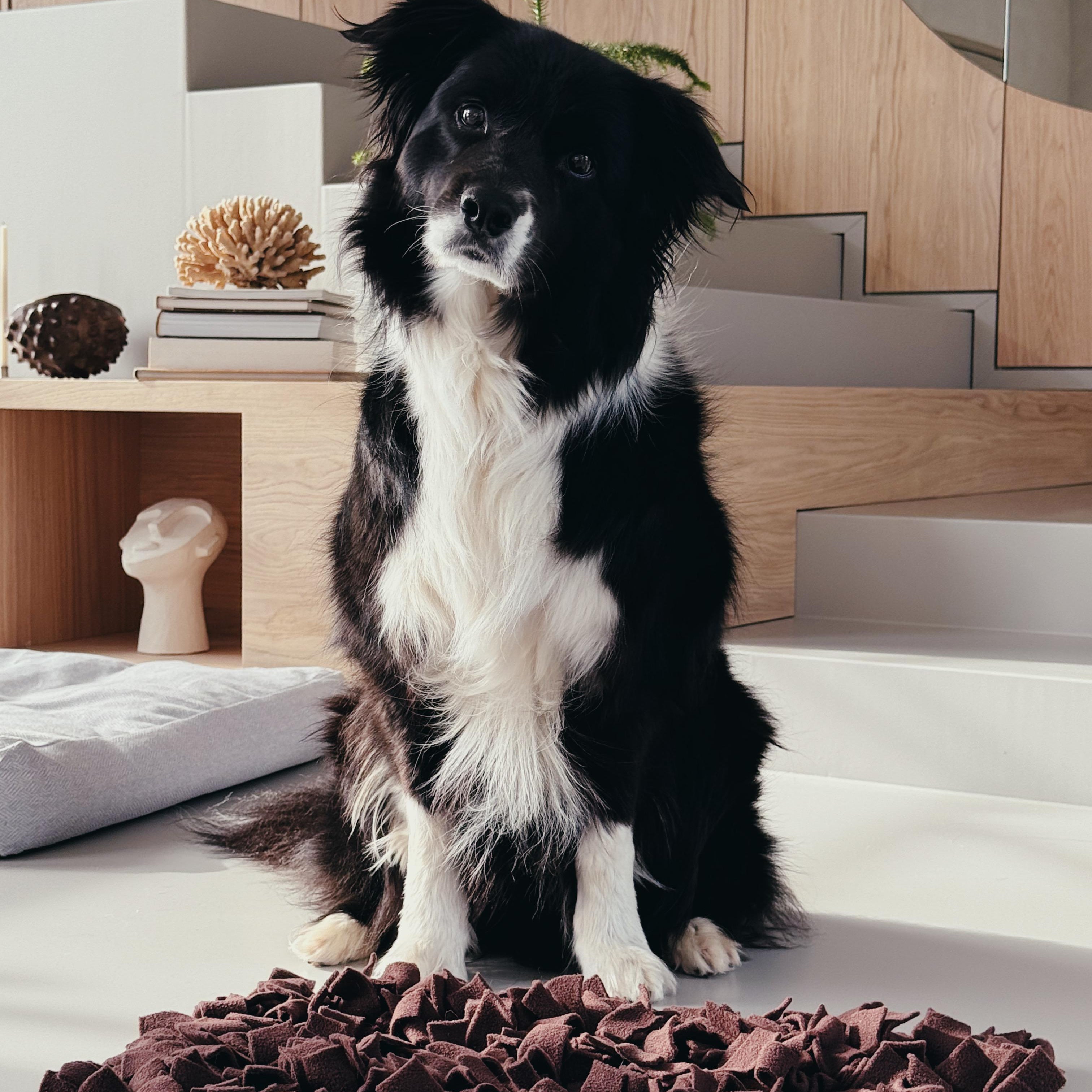 JAfein! Schnüffelteppich