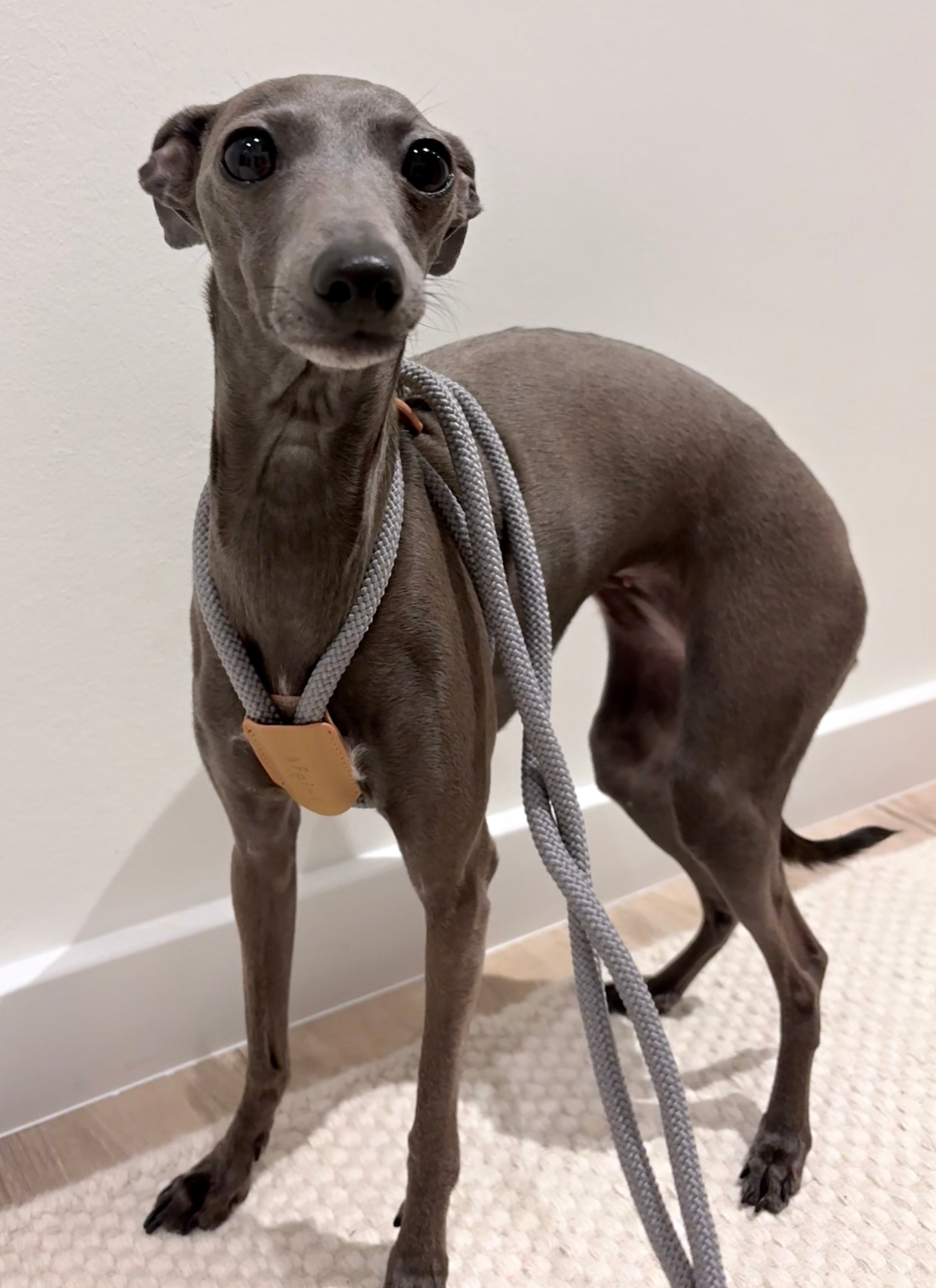 JAfein! Hundeleine Lyon Anthrazit