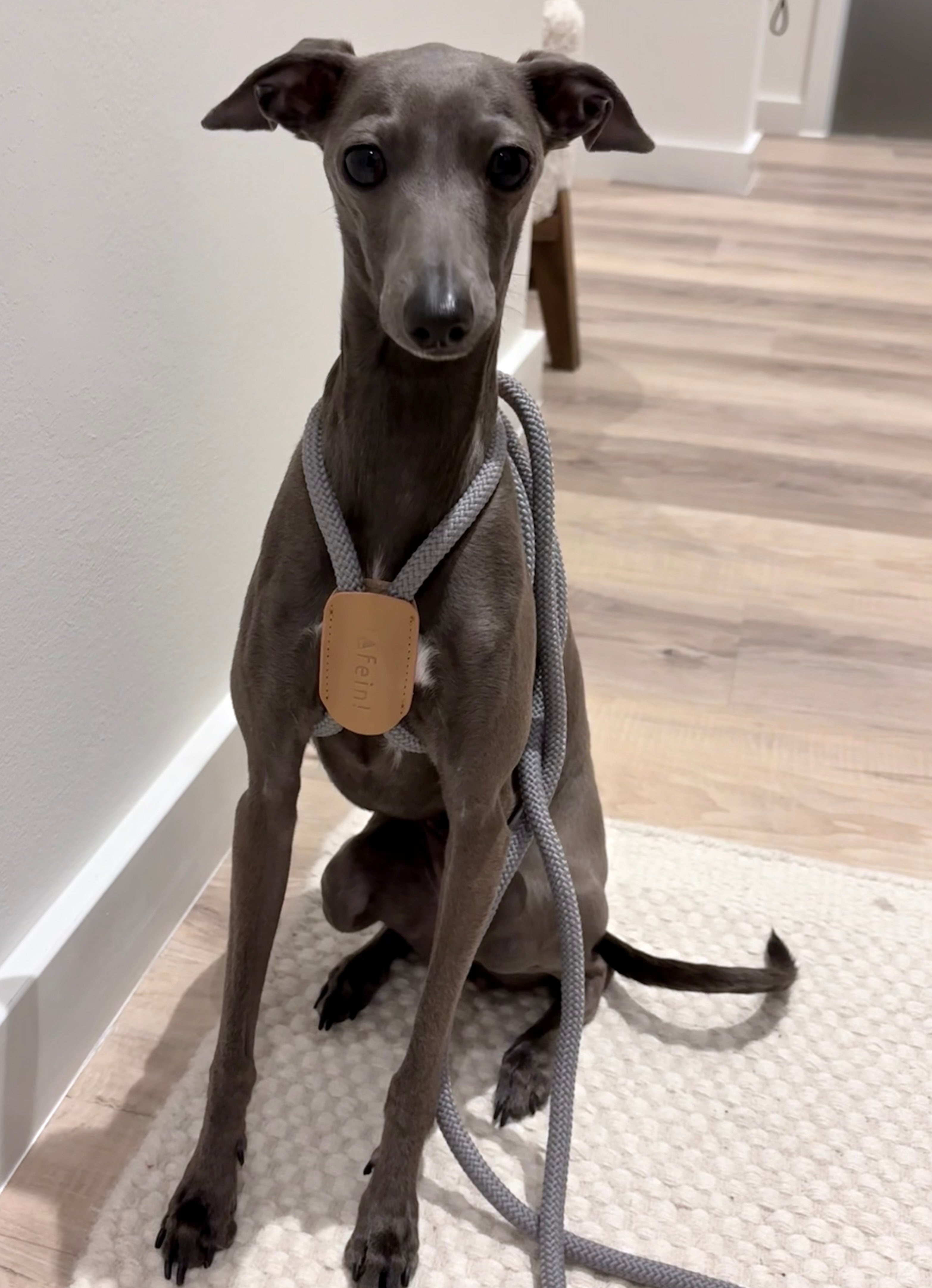 JAfein! Hundeleine Lyon Anthrazit