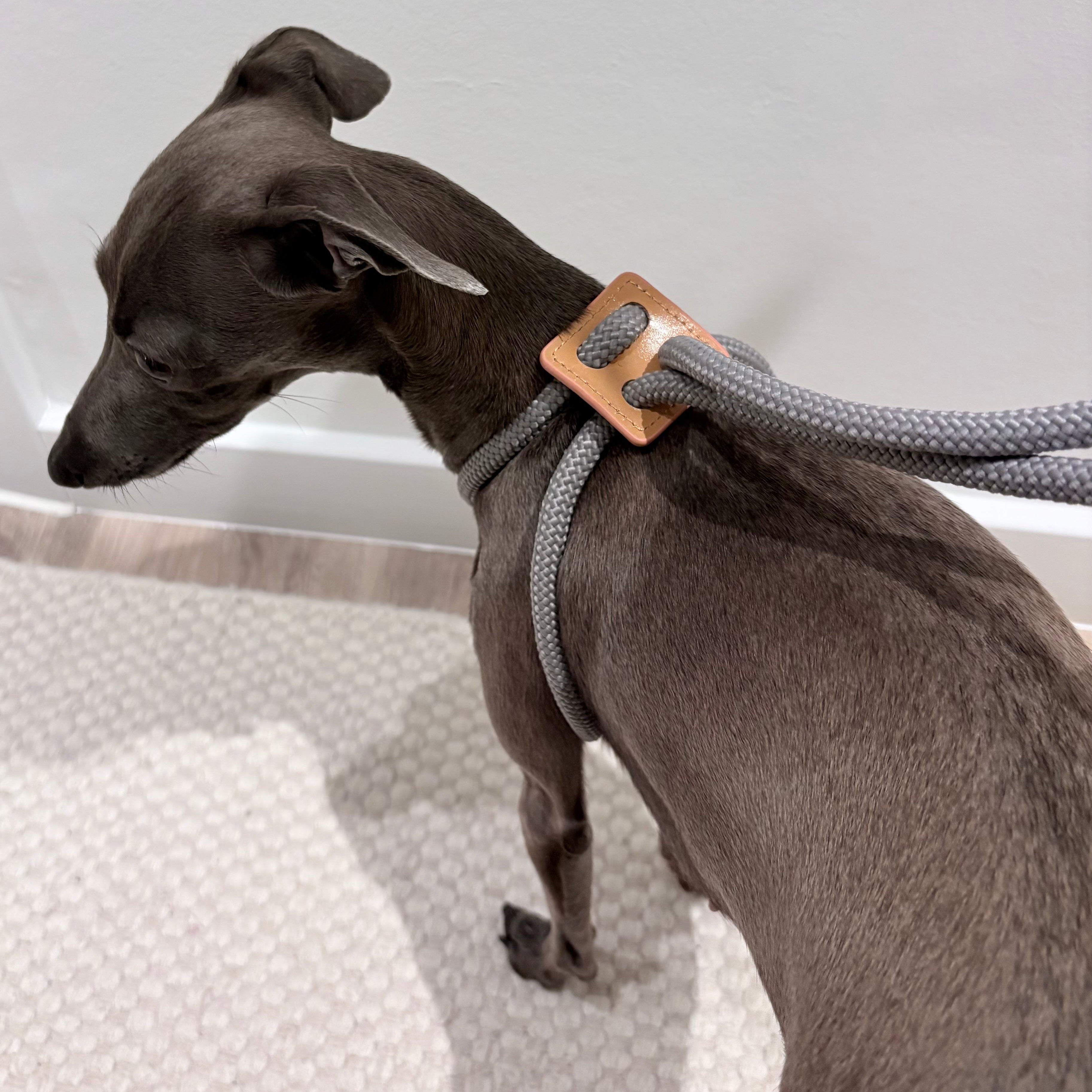 JAfein! Hundeleine Lyon Anthrazit