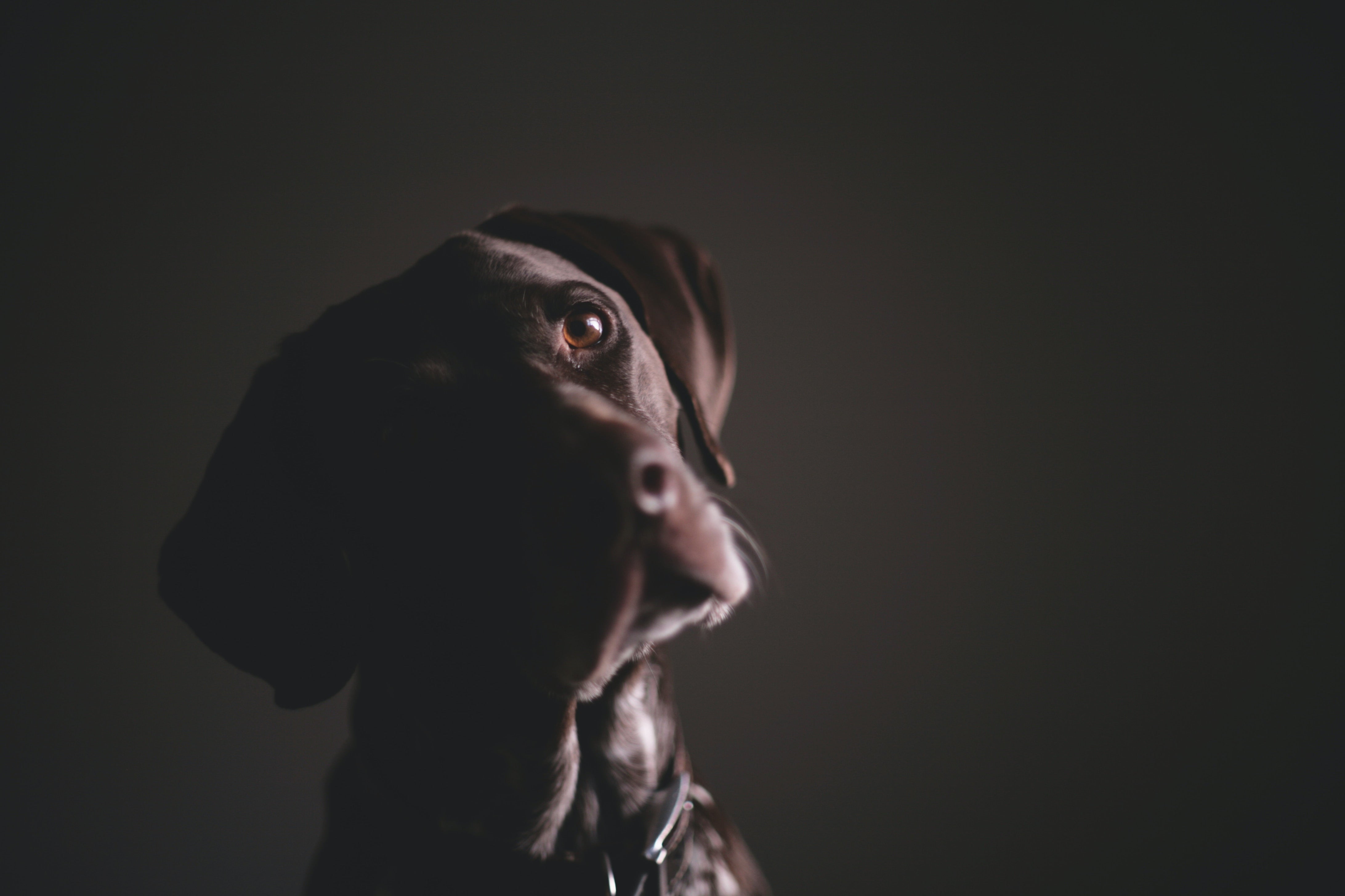 Hundenapf gegen Schlingen | Anti-Schling Napf | JAfein! Dogs & Style
