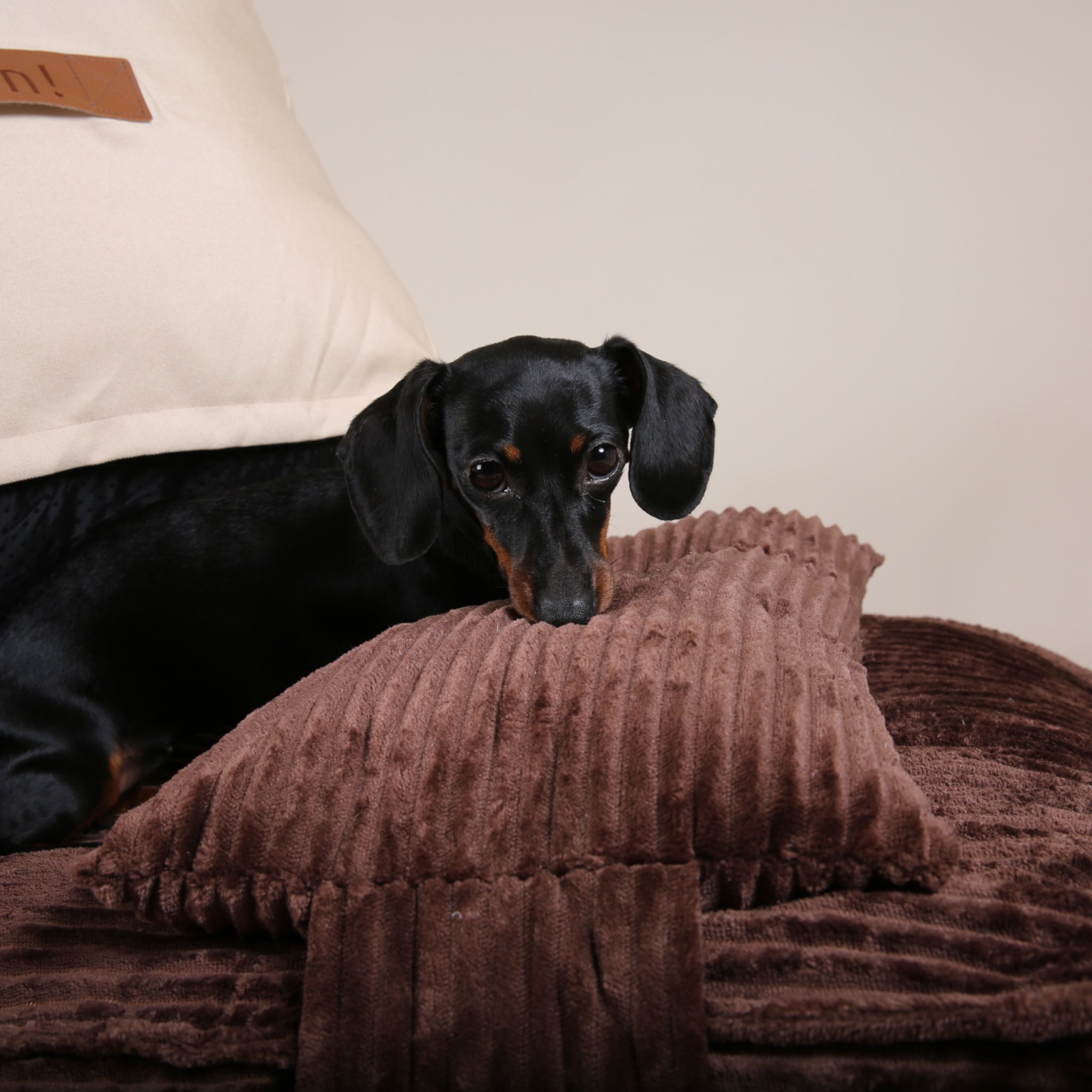 Hundesofa Cord Bellac | JAfein Hundesofa | JAfein! Dogs & Style