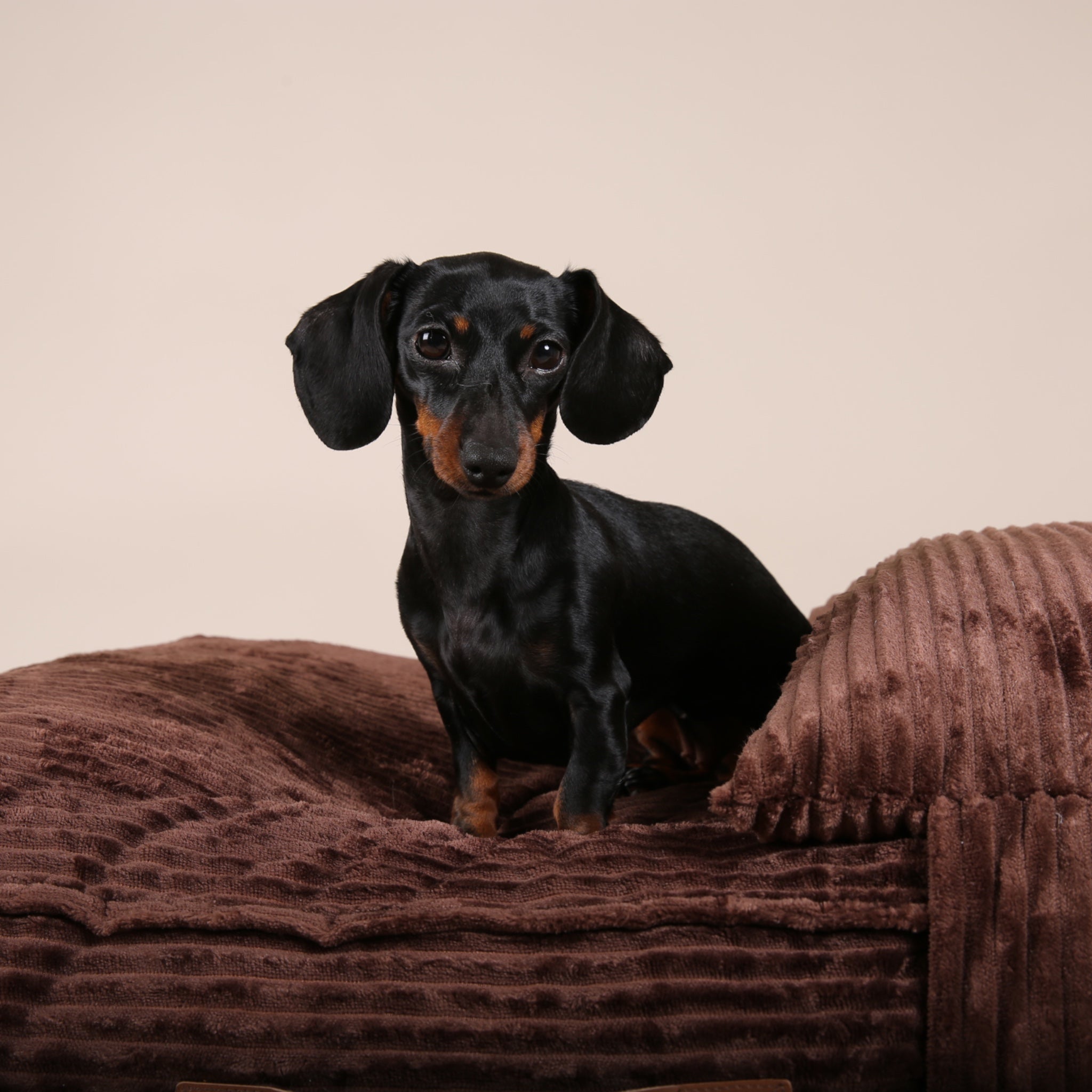 Hundesofa Cord Bellac | JAfein Hundesofa | JAfein! Dogs & Style