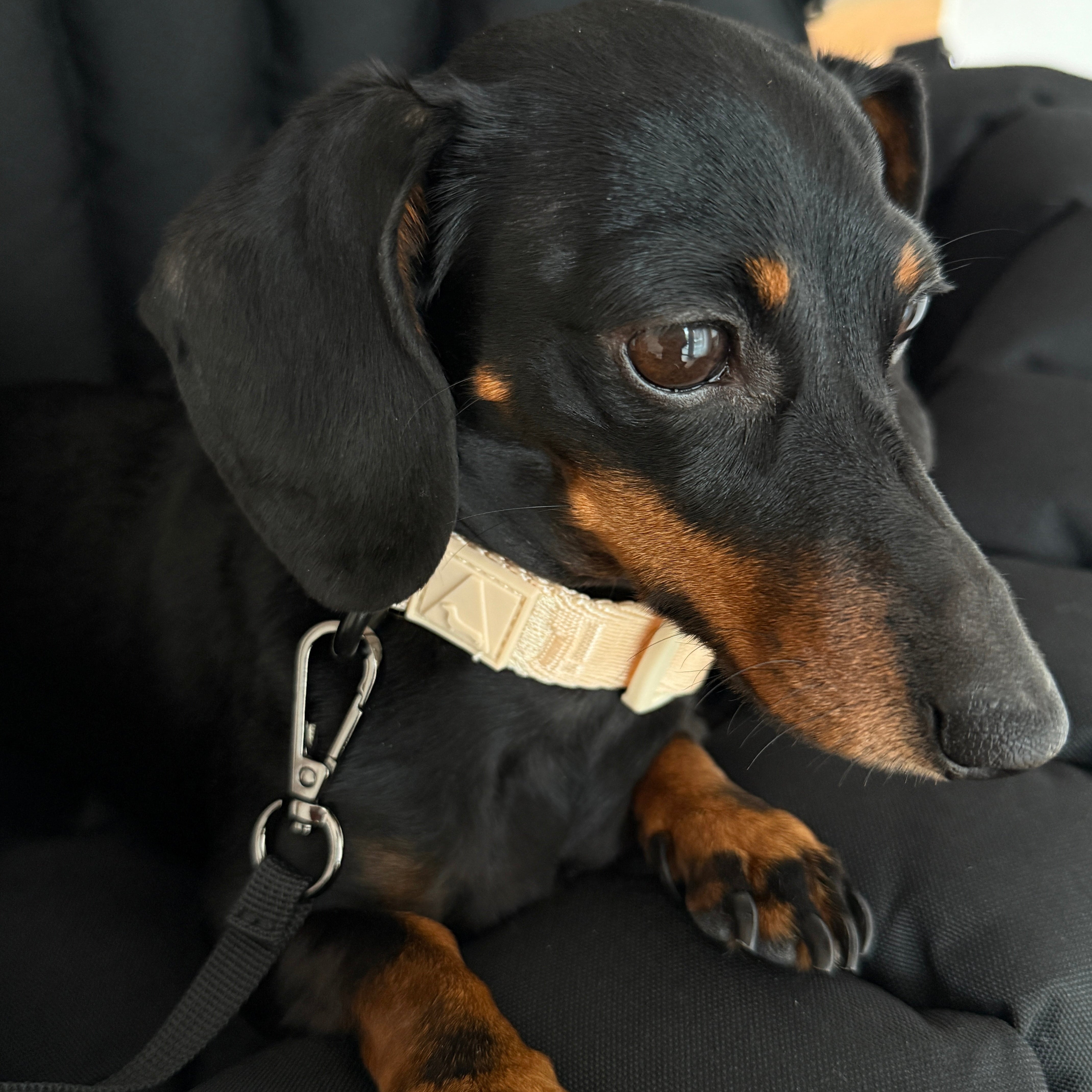 JAfein! Allure - Hundehalsband - Greige