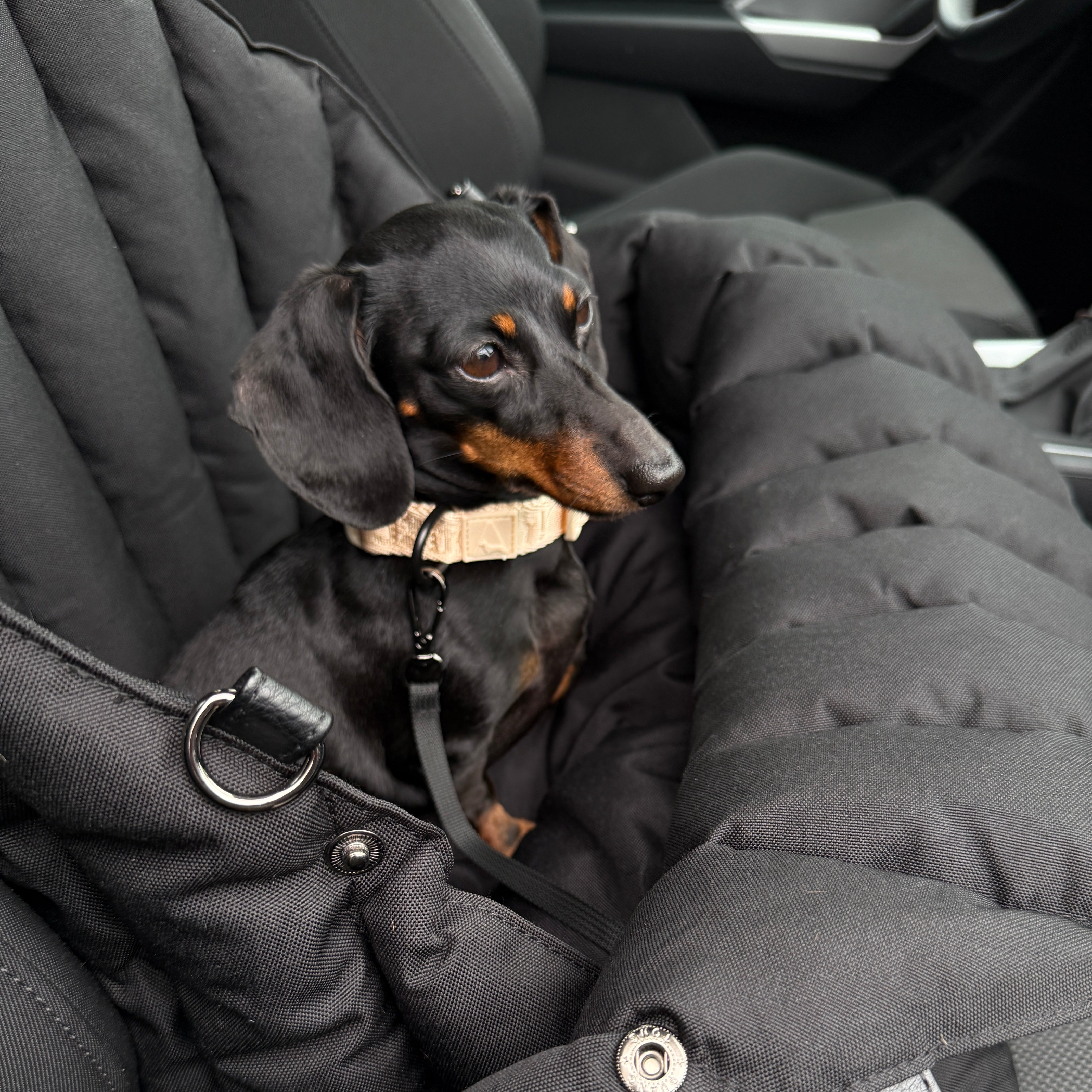 JAfein! Allure - Hundehalsband - Greige