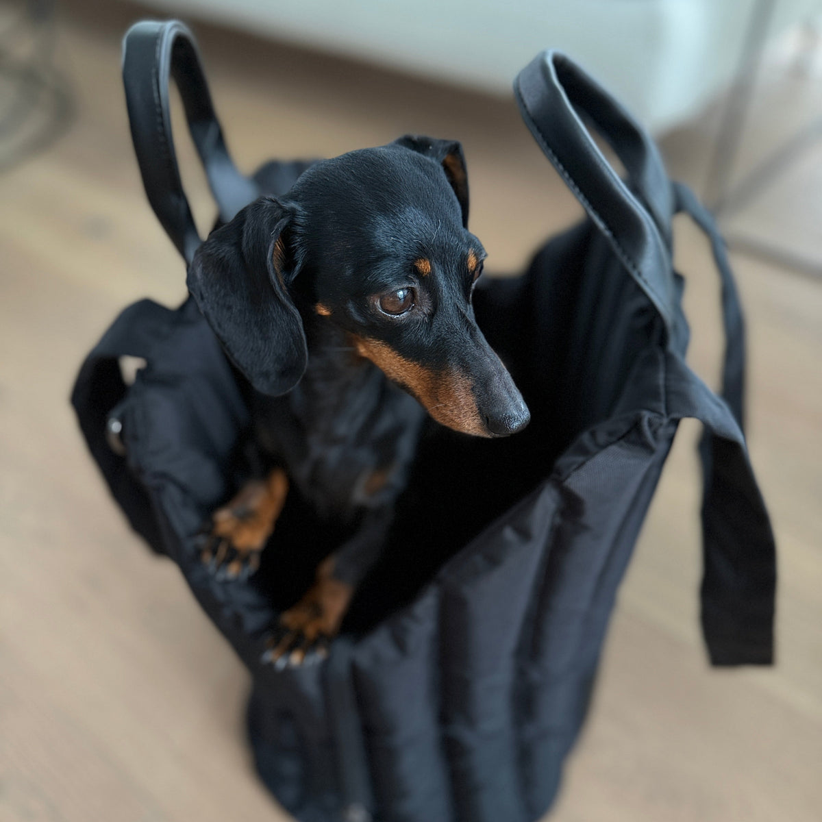 JAfein! Hundetragetasche Lille Li Maison Schwarz