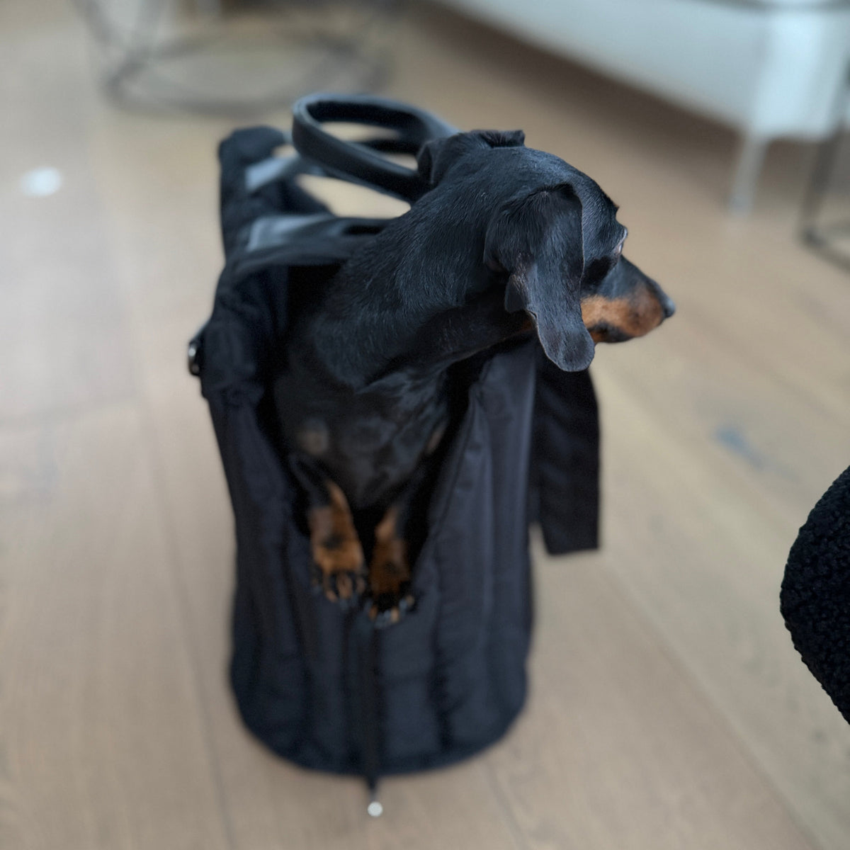 JAfein! Hundetragetasche Lille Li Maison Schwarz