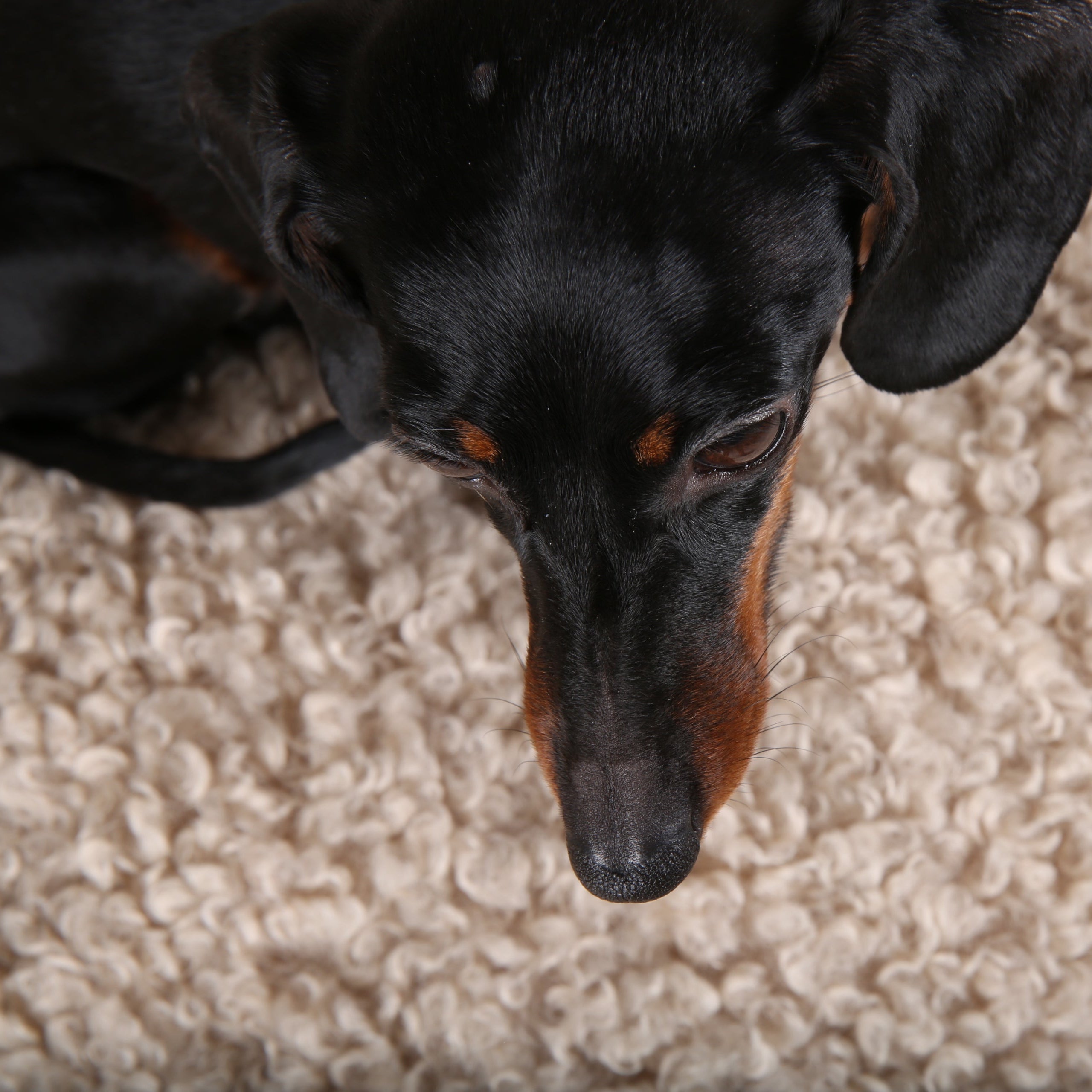 JAfein! Hundebett Bouclé Sand