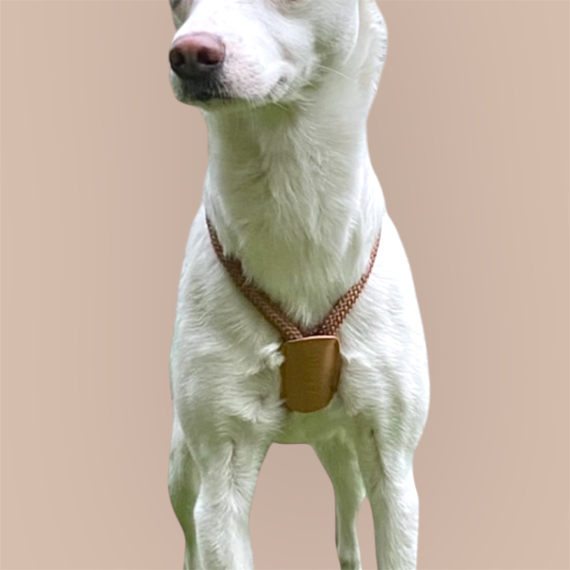 JAfein! Hundeleine Lyon Braun