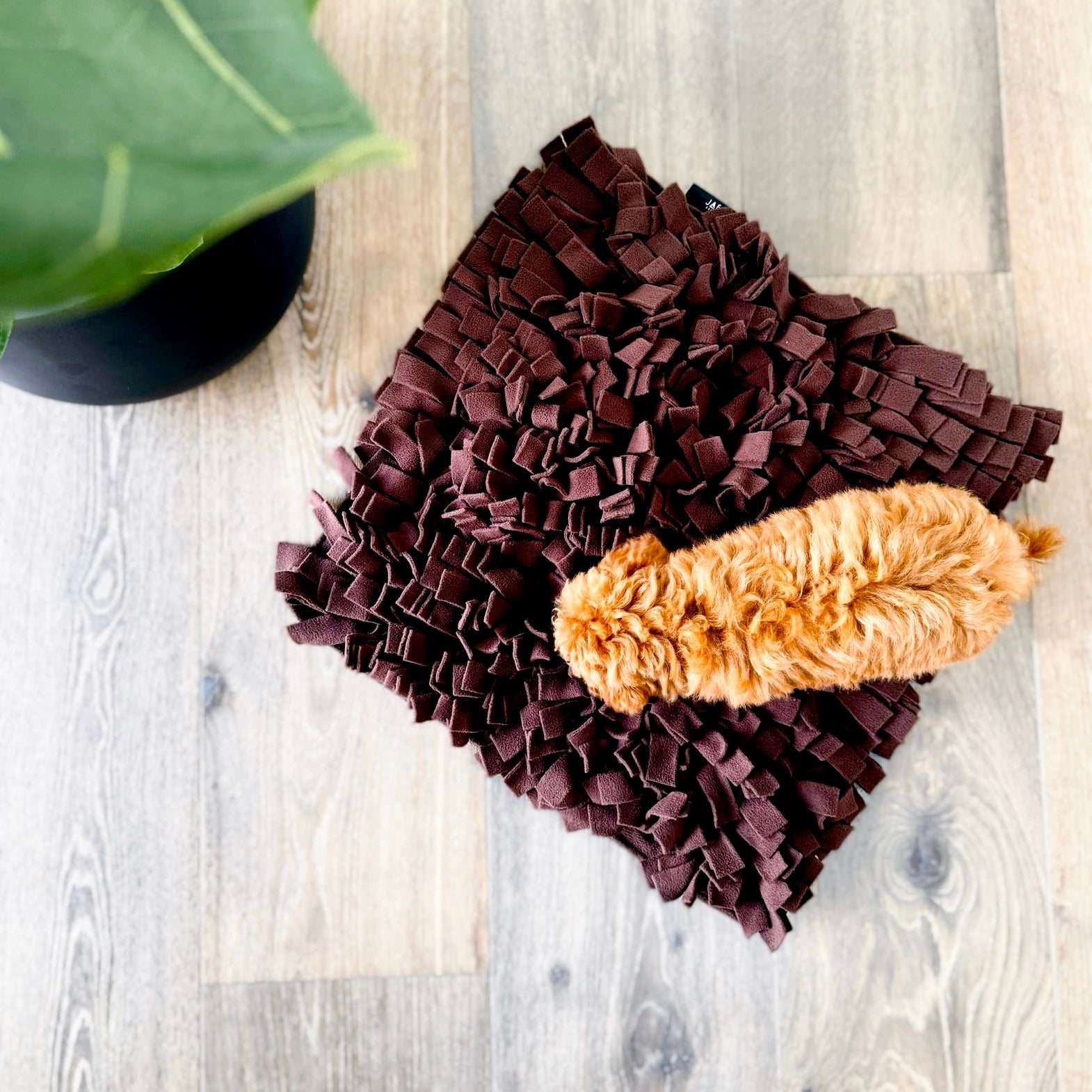 JAfein! Schnüffelteppich